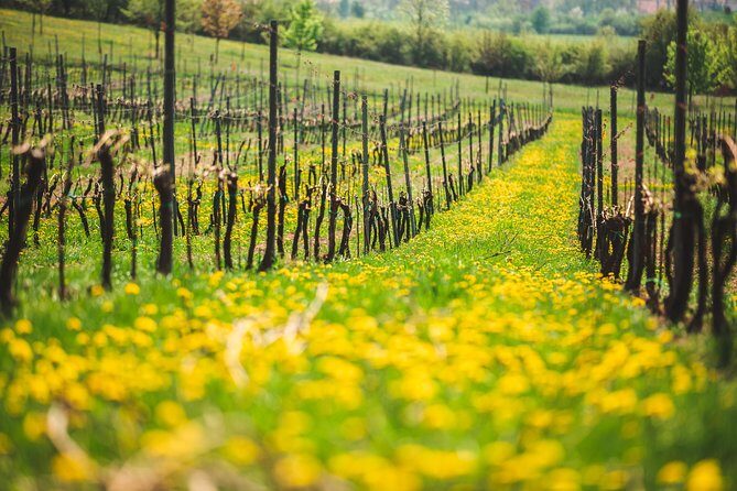 A delightful wine tasting in the scenic countryside with lunch - Price and Value: What $360.83 Covers in the Real World