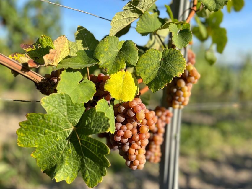 Czech Vineyards and Wine Tasting 4WD Tour with Lunch - Key Highlights You’ll Actually Remember