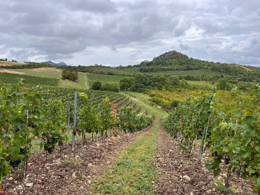 Czech Vineyards and Wine Tasting 4WD Tour with Lunch - What You’ll Drink: The White-Wine Focus Plus a Few Reds and Sparkling