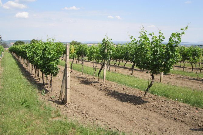 Moravian wine trails - Mikulov and nearby towns: when the day slows just enough