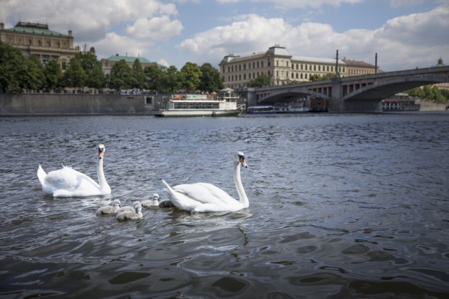 Prague: 3–Hour Castle Grounds Walking Tour and River Cruise - Finishing in the oldest vineyard: panoramic photos that feel earned