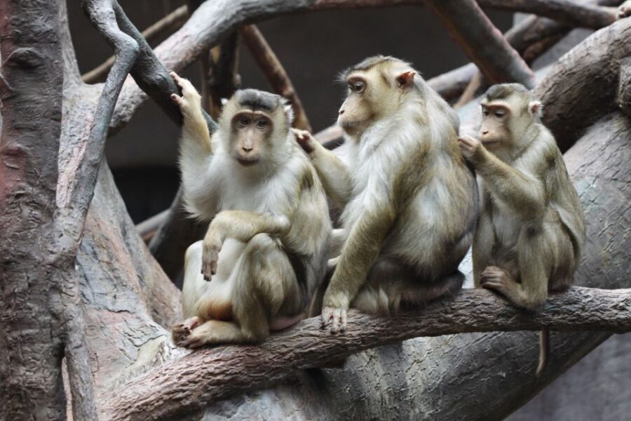Prague: Boat Ride to the Zoo and Admission Ticket - Language and guide style: where it can make or break the day