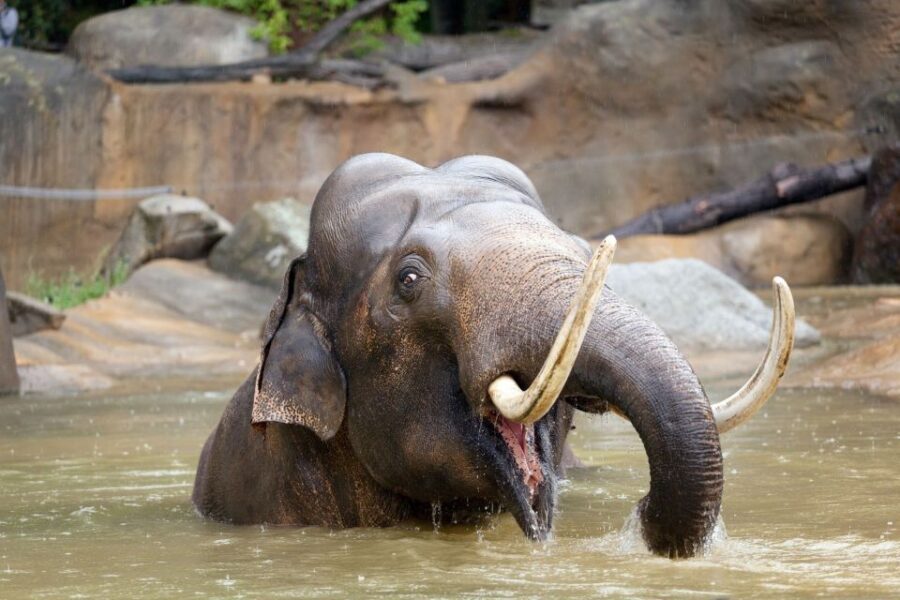 Prague: Boat Ride to the Zoo and Admission Ticket - Animal highlights worth aiming for first