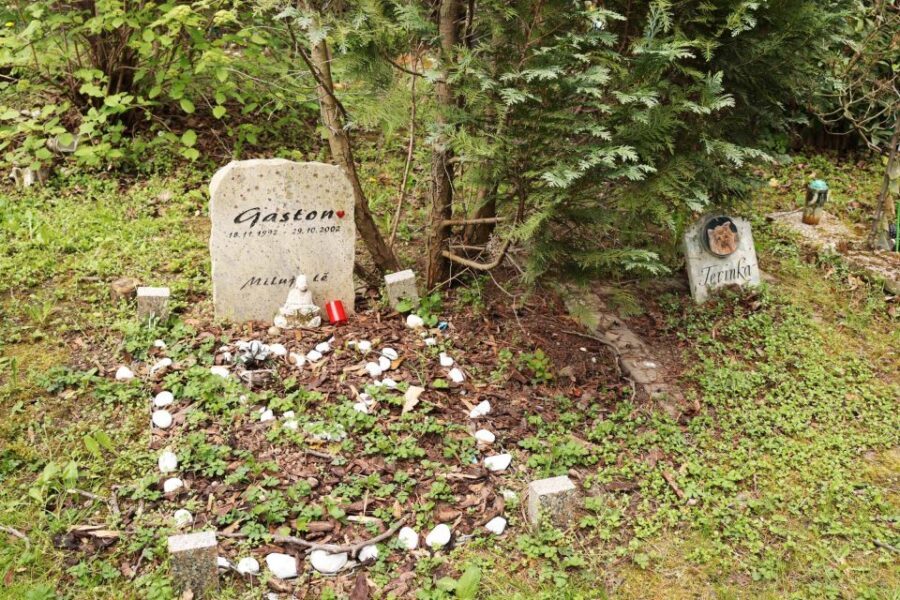 Prague: Psychiatric Hospital and Abandoned Cemetery Tour - The cemetery promenade: why it feels so unsettling