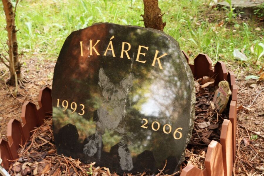 Prague: Psychiatric Hospital and Abandoned Cemetery Tour - Practical tips: shoes, water, and pacing through heavy topics