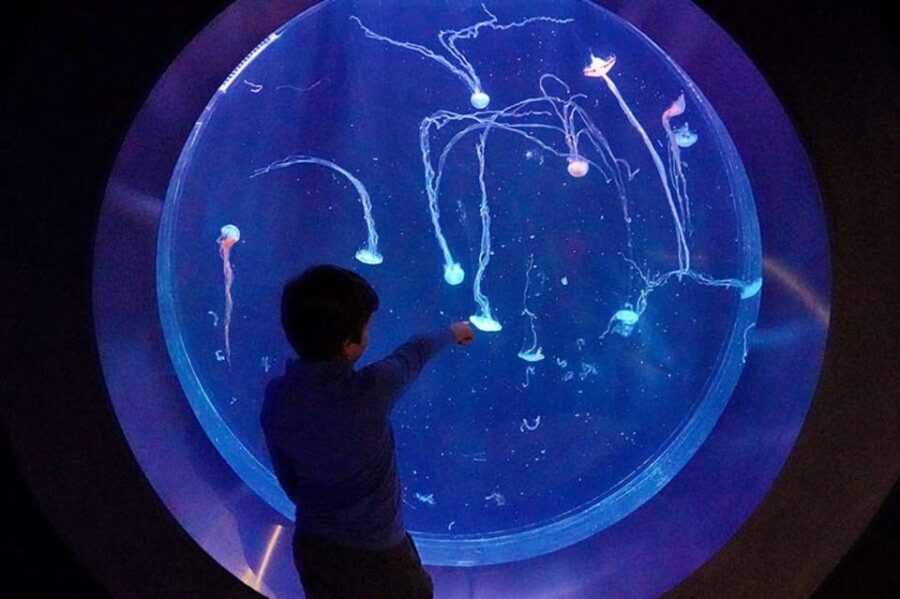 Prague: The World Of Jellyfish Entry Ticket w/ Drink - Key points before you go