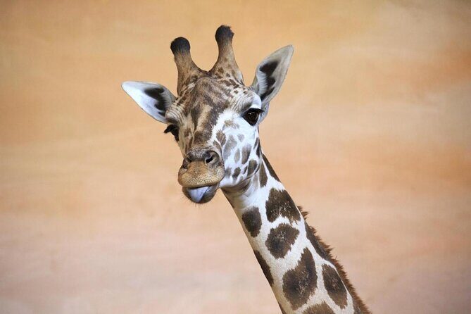 Prague Zoo Admission Ticket including Round Trip Transfer - Key Takeaways Before You Go