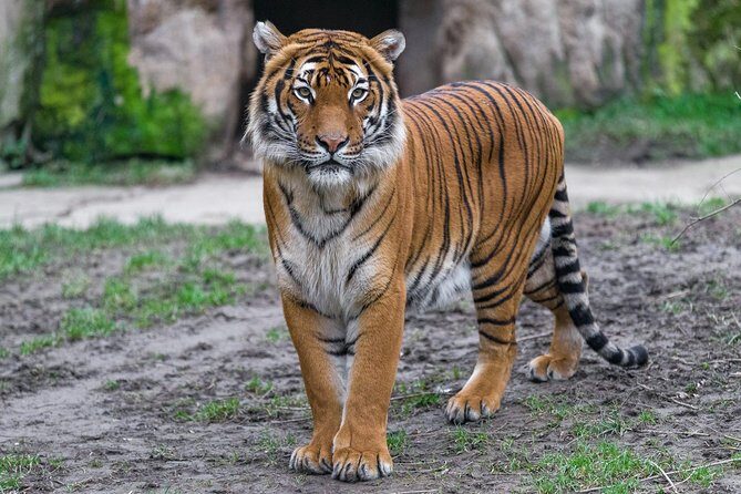 Prague Zoo Admission Ticket including Round Trip Transfer - Prague Zoo With Transfer: The Real Point Is Fewer Headaches