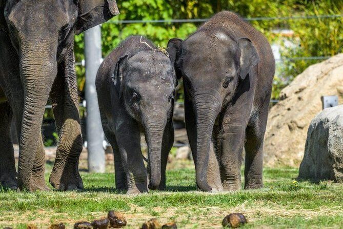 Prague Zoo Admission Ticket including Round Trip Transfer - Your 6 Hours Inside the Zoo: How to Use the Time Like a Local