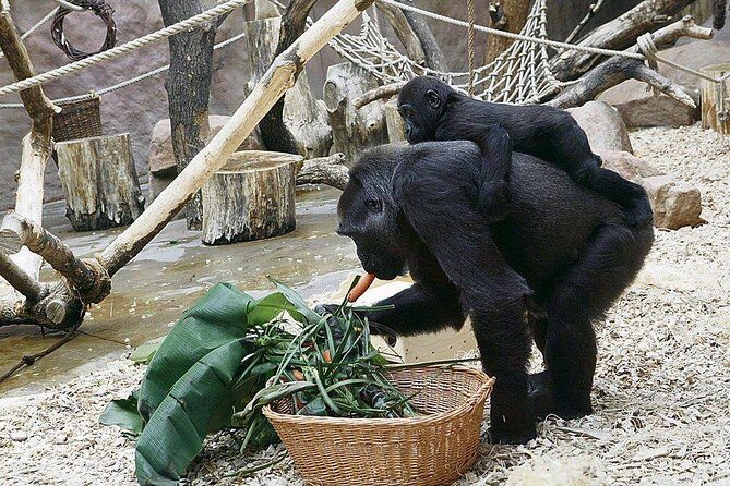 Prague Zoo Admission Ticket including Round Trip Transfer - Indonesian Jungle Plus the Tram System: The Best Way to Cover Ground