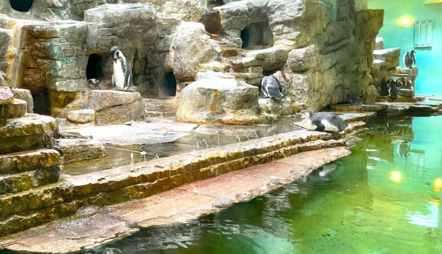 Prague Zoo Online Audio Guide (No ticket) - Key Takeaways Before You Go