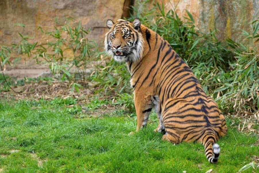 Prague Zoo: Skip-the-Line Entry Ticket - Skip-the-Line Entry: How the Main Entrance Changes Your Whole Day